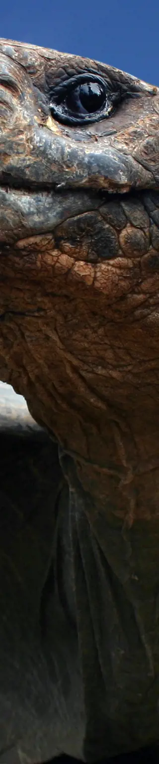Auf Darwins Spuren auf den Galapagos Inseln